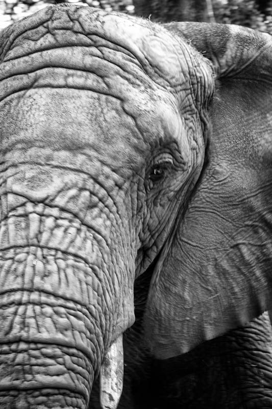 2016-12-18-elephant-sanctuary-south-africa-jpegs-101