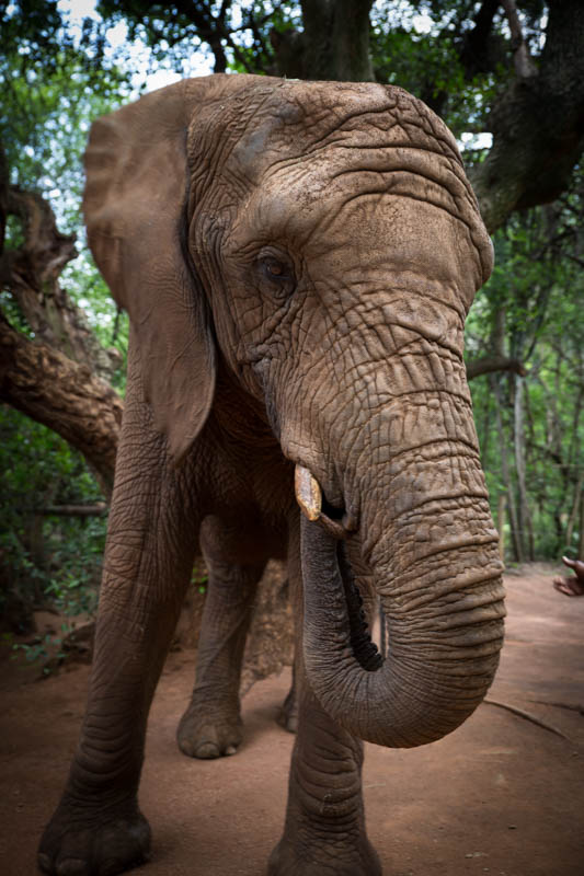 2016-12-18-elephant-sanctuary-south-africa-jpegs-105