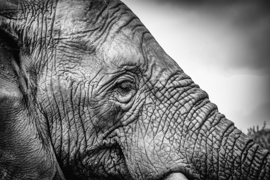 2016-12-18-elephant-sanctuary-south-africa-jpegs-3