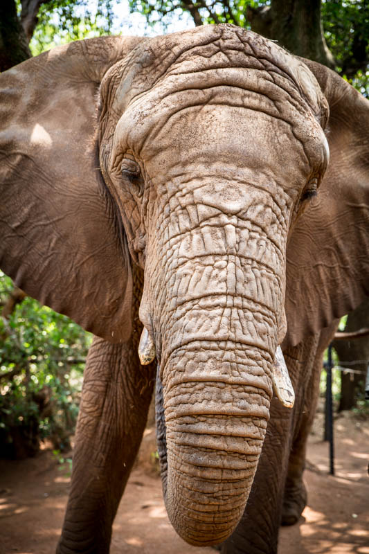 2016-12-18-elephant-sanctuary-south-africa-jpegs-39