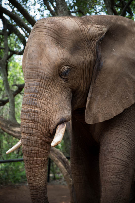 2016-12-18-elephant-sanctuary-south-africa-jpegs-42