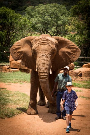 2016-12-18-elephant-sanctuary-south-africa-jpegs-73