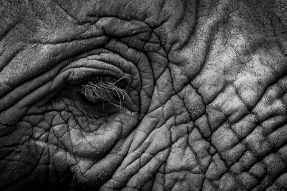 2016-12-18-elephant-sanctuary-south-africa-jpegs-88