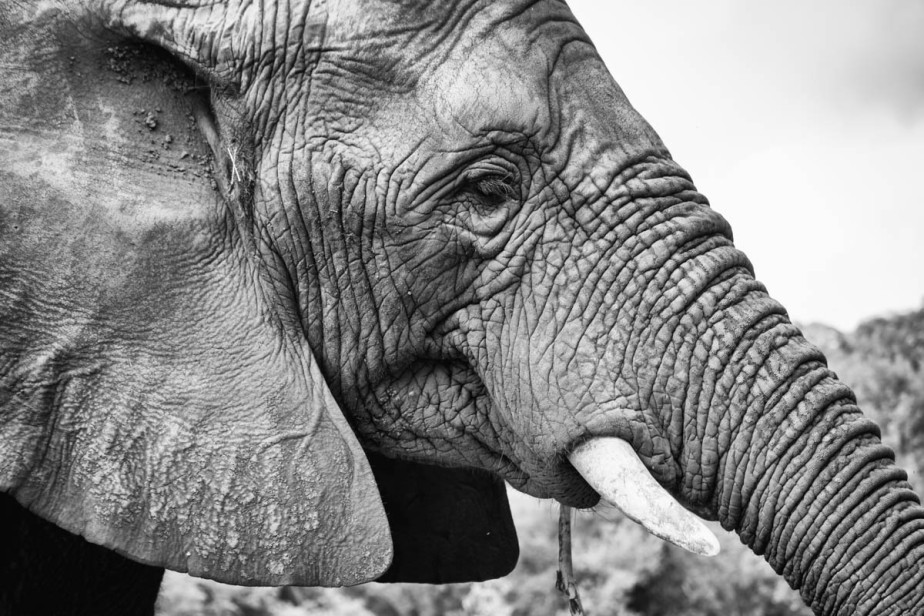 2016-12-18-elephant-sanctuary-south-africa-jpegs-89