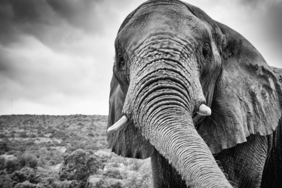 2016-12-18-elephant-sanctuary-south-africa-jpegs-92