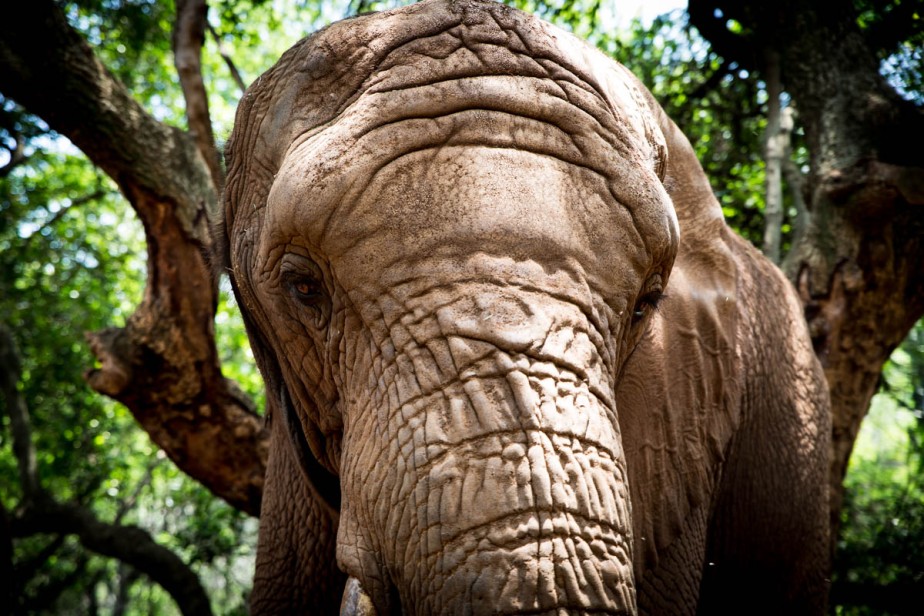 2016-12-18-elephant-sanctuary-south-africa-jpegs-97