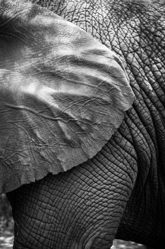 2016-12-18-elephant-sanctuary-south-africa-jpegs-98