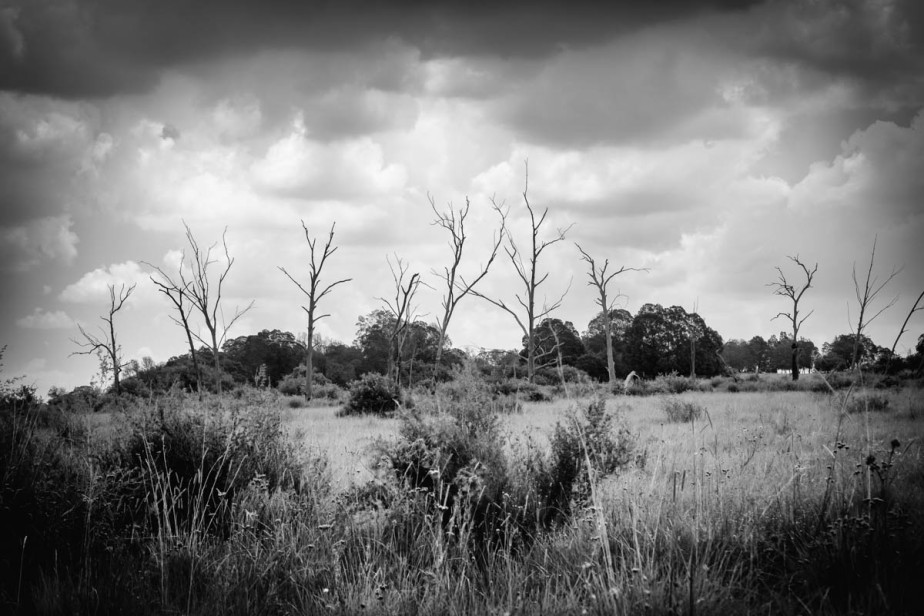 dead-trees-black-and-white-1
