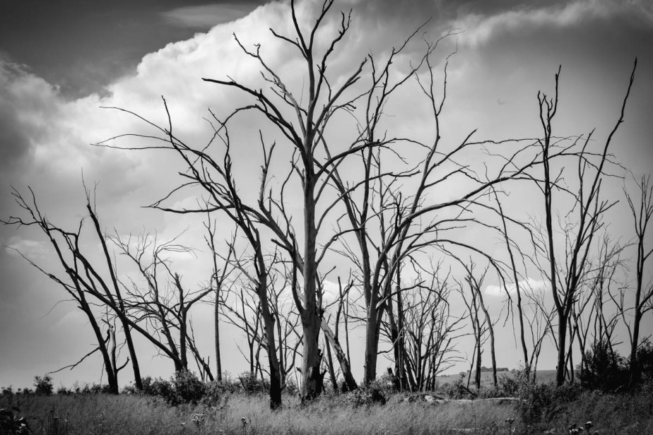 dead-trees-black-and-white-12