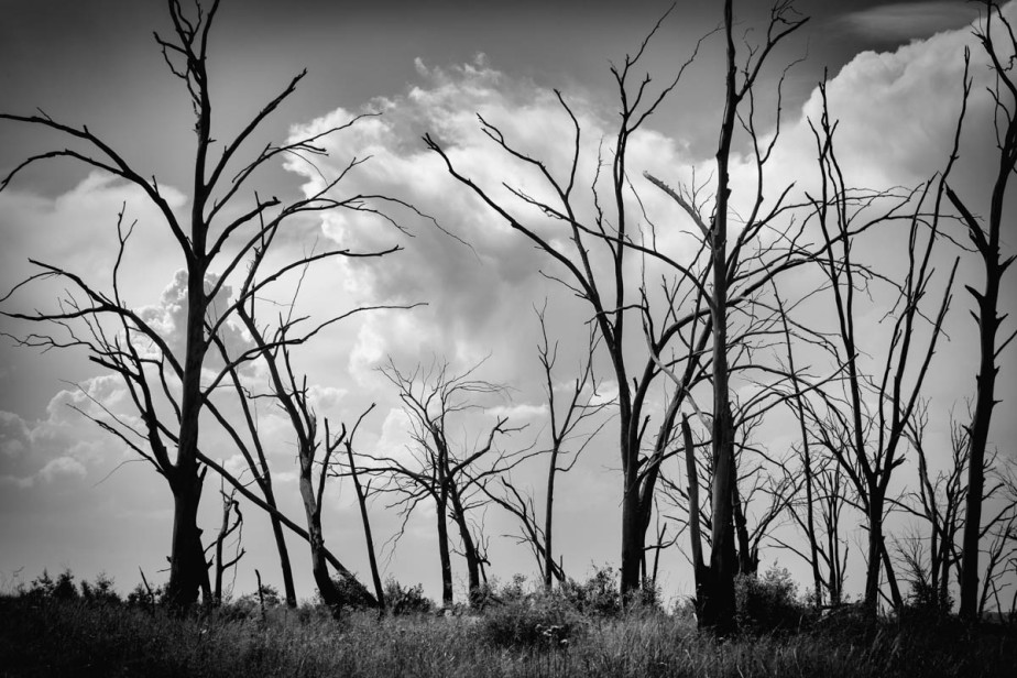 dead-trees-black-and-white-13