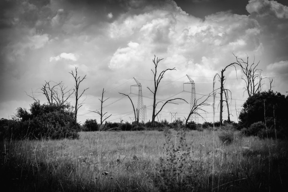 dead-trees-black-and-white-2