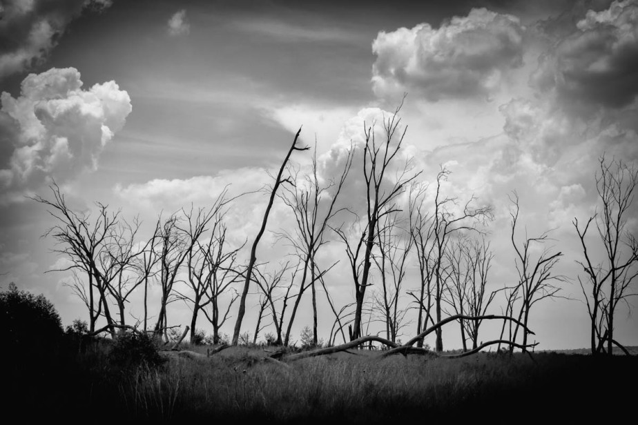 dead-trees-black-and-white-4
