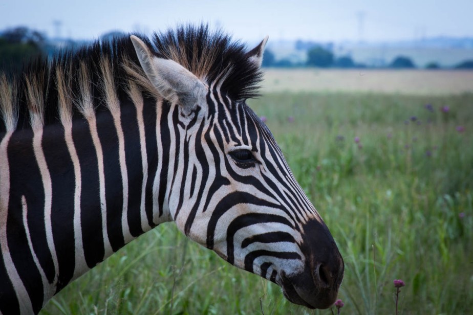 zebras-1