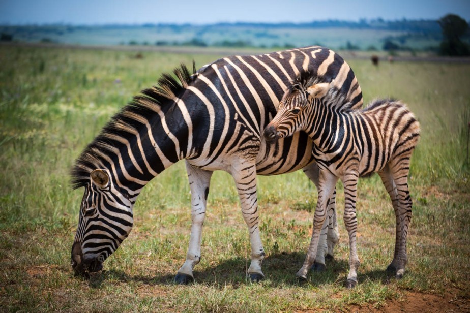 zebras-3