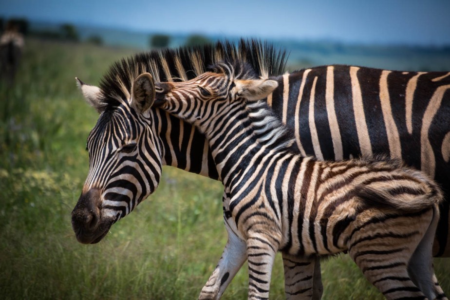 zebras-6